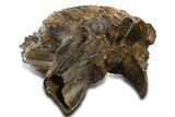Fossil Woolly Mammoth Lower M Molar - Poland #337188-4